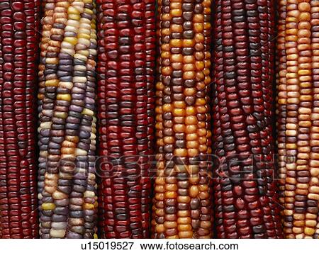 Flint corn View Large Photo Image Stock Photo - Flint corn. Fotosearch