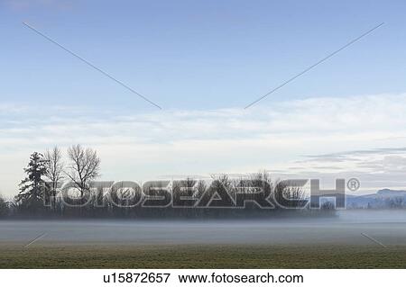 Stock Photo - Fog over meadow with bare trees in background. Fotosearch