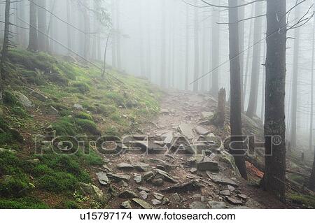 Picture - Footpath in forest in fog. Fotosearch