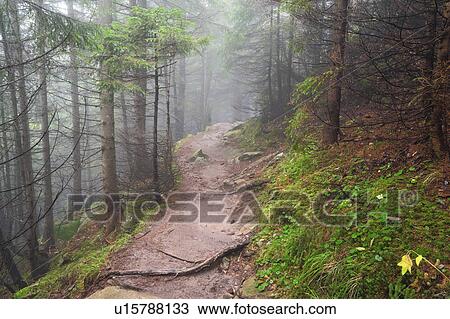 Stock Image - Footpath in forest in fog. Fotosearch