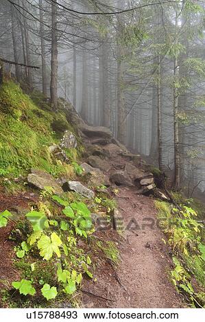 Stock Image - Footpath in forest in fog. Fotosearch