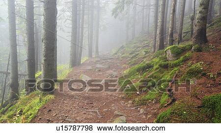 Stock Photo - Footpath in forest in fog. Fotosearch