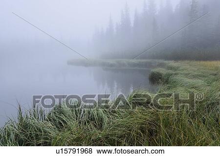 Forest Lake and trees in fog View Large Photo Image Stock Photo - Forest Lake and trees in fog. Fotosearch