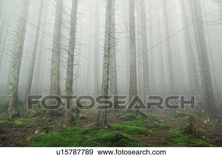 Forest trees in fog View Large Photo Image Stock Photo - Forest trees in fog. Fotosearch