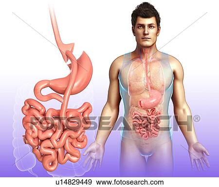 Stock Photo - Gastric by pass, illustration. Fotosearch