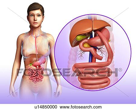 Gastric bypass, illustration View Large Photo Image Stock Image - Gastric bypass, illustration. Fotosearch