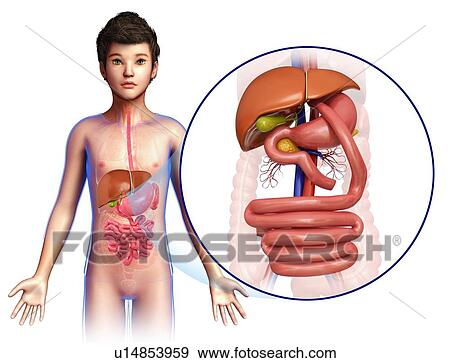 Gastric bypass, illustration View Large Photo Image Stock Photo - Gastric bypass, illustration. Fotosearch