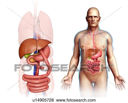Stock Photo - Gastric bypass, illustration. Fotosearch