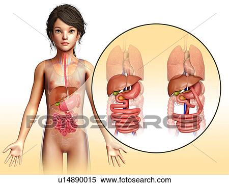 Gastric bypass, illustration View Large Photo Image Stock Photography - Gastric bypass, illustration. Fotosearch