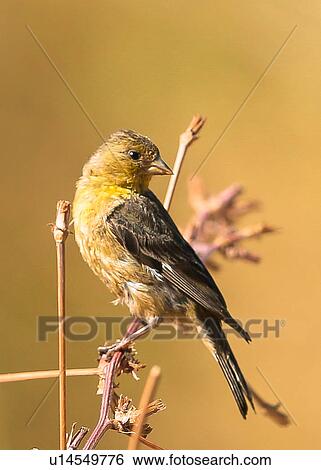 Stock Photograph - Gold Finch. Fotosearch