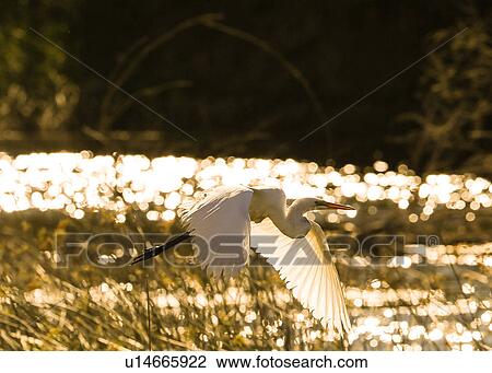 Stock Image - Great Egret. Fotosearch