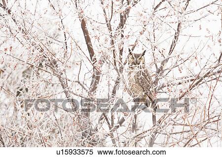 Stock Photography - Great horned owl (Bubo virginianus) perching in tree in winter. Fotosearch