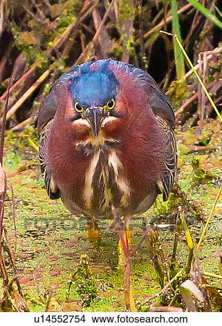 Picture - Green Heron. Fotosearch