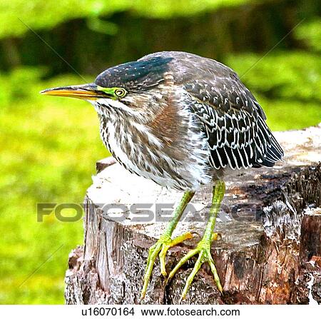 Picture - Green heron. Fotosearch