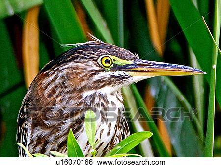 Stock Photograph - Green heron. Fotosearch