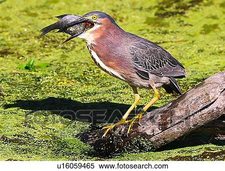 Green Heron View Large Photo Image Stock Photography - Green Heron. Fotosearch