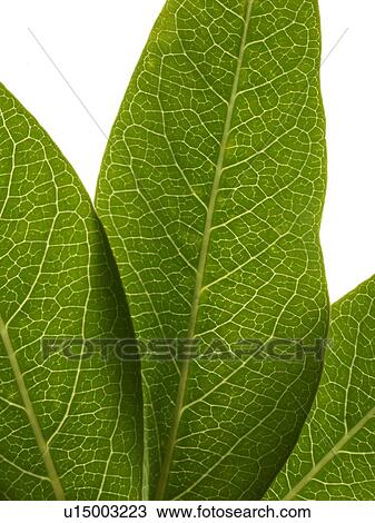 Green leaf View Large Photo Image Stock Image - Green leaf. Fotosearch