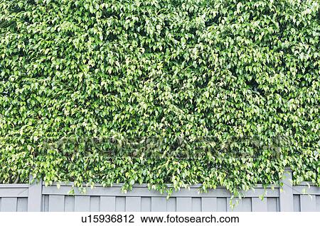 Stock Image - Green leaves of hedge fence. Fotosearch