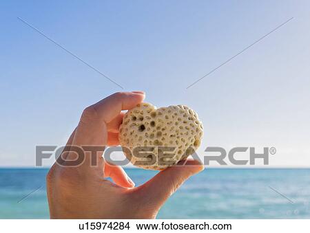 Hand holding heart-shaped shell against sea and blue sky View Large Photo Image Picture - Hand holding heart-shaped shell against sea and blue sky. Fotosearch