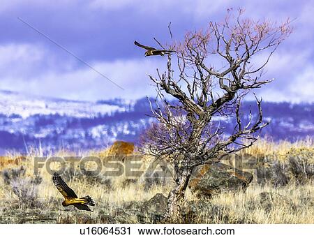 Stock Image - Hawks. Fotosearch