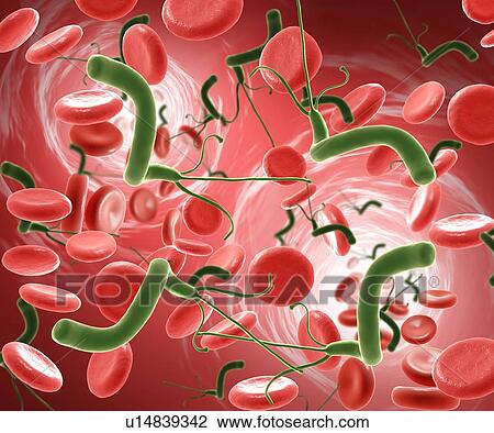 Stock Image - Helicobacter pylori, illustration. Fotosearch