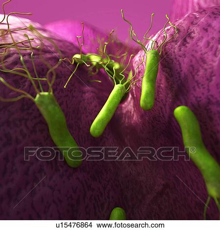 Picture - Helicobacter pyloris bacteria. Fotosearch