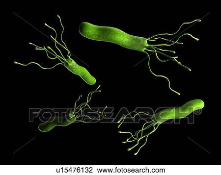Stock Image - Helicobacter pyloris bacteria. Fotosearch