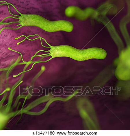 Stock Image - Helicobacter pyloris bacteria. Fotosearch