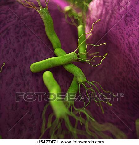 Helicobacter pyloris bacteria View Large Photo Image Stock Image - Helicobacter pyloris bacteria. Fotosearch