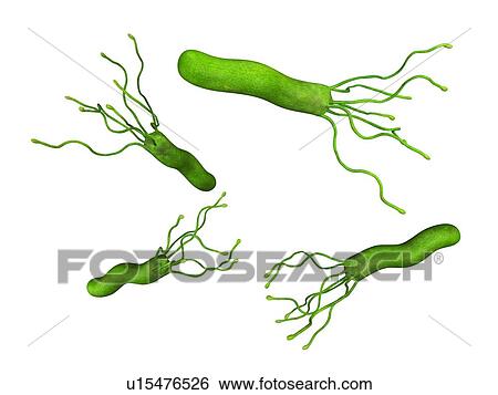 Helicobacter pyloris bacteria View Large Photo Image Stock Photograph - Helicobacter pyloris bacteria. Fotosearch