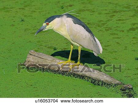 Picture - Heron. Fotosearch
