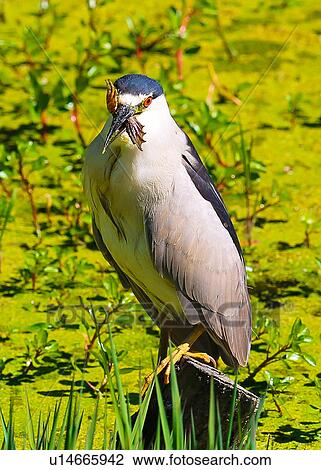 Stock Image - Heron. Fotosearch
