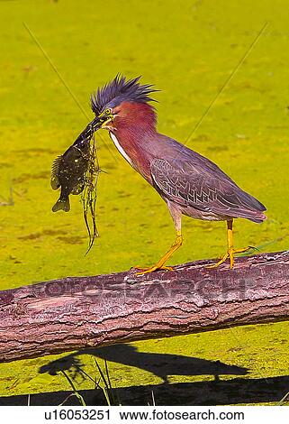 Stock Image - Heron. Fotosearch