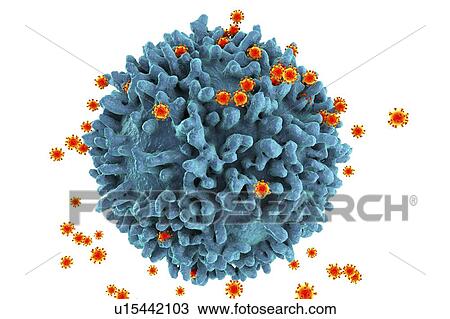 Stock Image - HIV viruses, illustration. Fotosearch