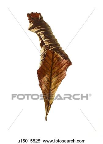 Stock Photography - Horse chestnut leaf. Fotosearch