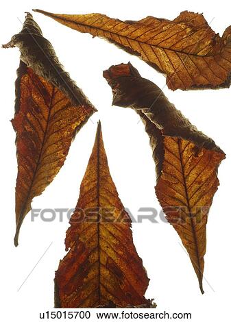 Horse chestnut leaves View Large Photo Image Stock Image - Horse chestnut leaves. Fotosearch
