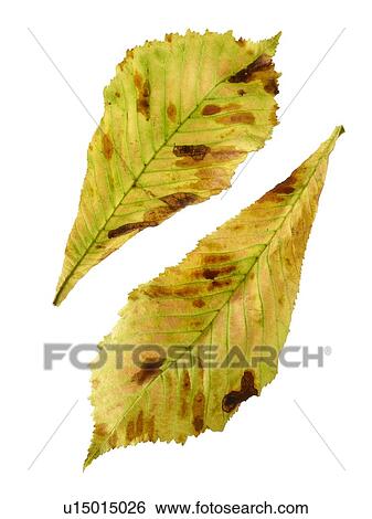 Stock Photograph - Horse chestnut leaves. Fotosearch