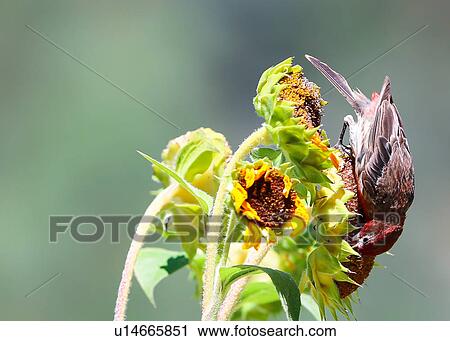 Stock Image - House Finch. Fotosearch