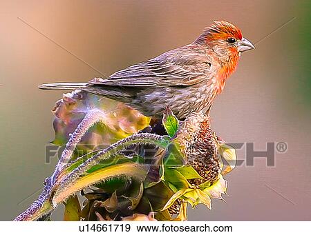 House Finch View Large Photo Image Stock Photo - House Finch. Fotosearch