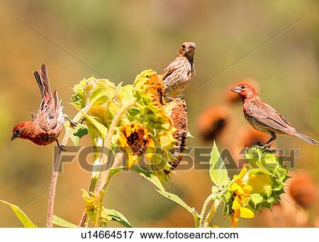 Stock Photo - House Finch. Fotosearch