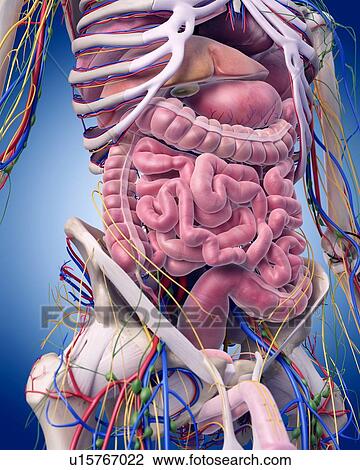 Human abdominal anatomy View Large Photo Image Stock Image - Human abdominal anatomy. Fotosearch