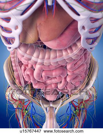 Stock Photo - Human abdominal anatomy. Fotosearch