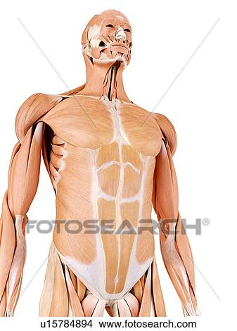 Picture - Human abdominal muscles. Fotosearch