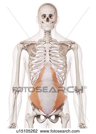 Stock Image - Human abdominal muscles. Fotosearch