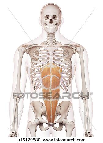 Human abdominal muscles View Large Photo Image Stock Image - Human abdominal muscles. Fotosearch