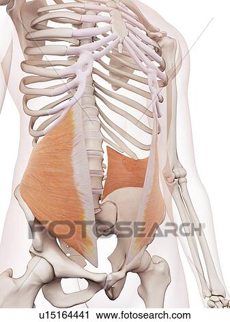 Human abdominal muscles View Large Photo Image Stock Image - Human abdominal muscles. Fotosearch