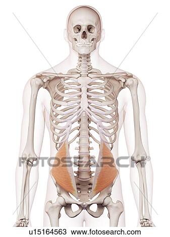 Stock Image - Human abdominal muscles. Fotosearch