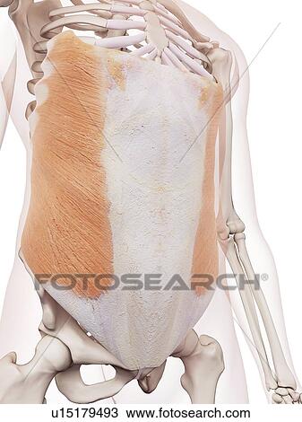 Stock Image - Human abdominal muscles. Fotosearch