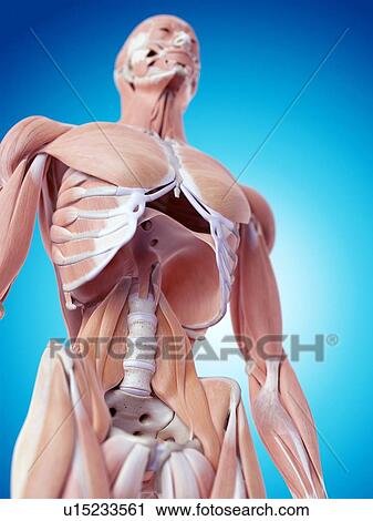 Stock Image - Human abdominal muscles. Fotosearch