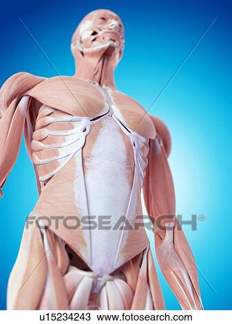 Stock Image - Human abdominal muscles. Fotosearch